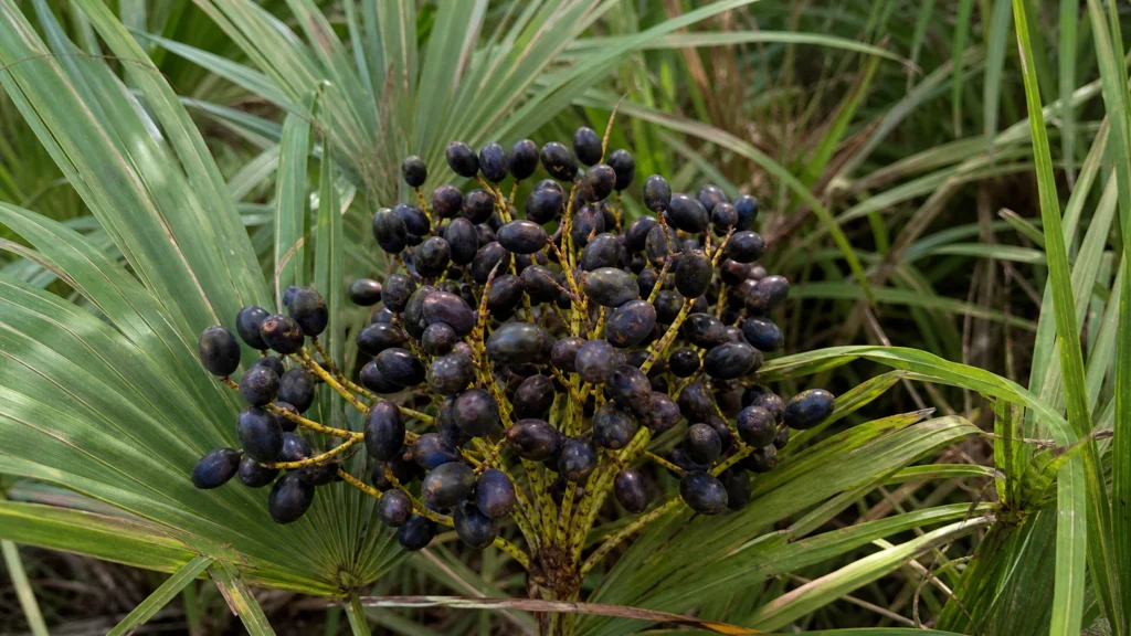 Grappe de baies noires mûres sur un palmier nain aux feuilles vertes